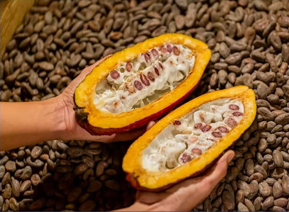 SUSTAINABLE COCOA